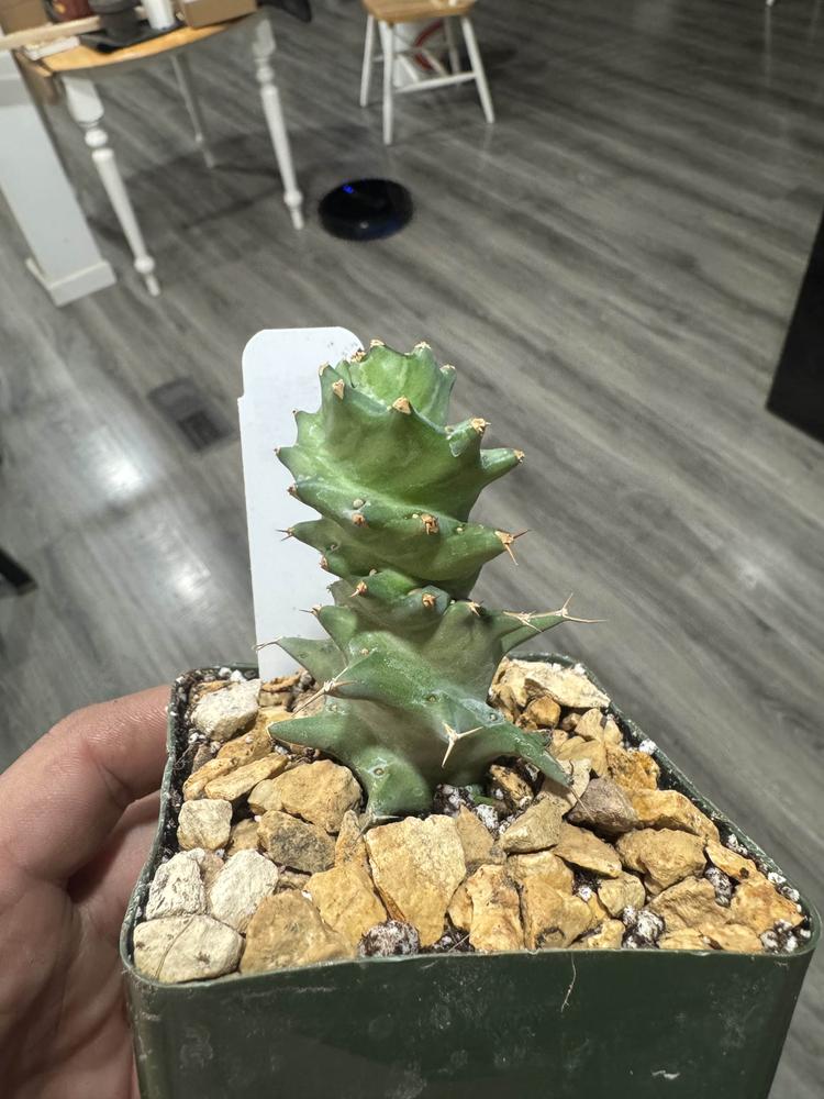ユーフォルビア グロエネワルディ メル46022 Euphorbia Groenewaldii | Small Spiny Euphorbia | Planet Desert