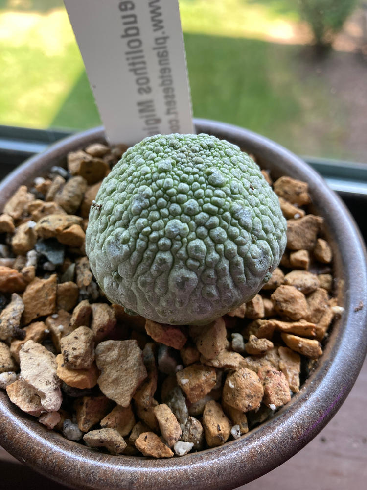 Pseudolithos Migiurtinus cheapest