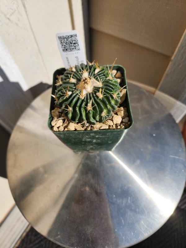 dracaena compacta standort Drachenbaum Compacta vertakt kaufen