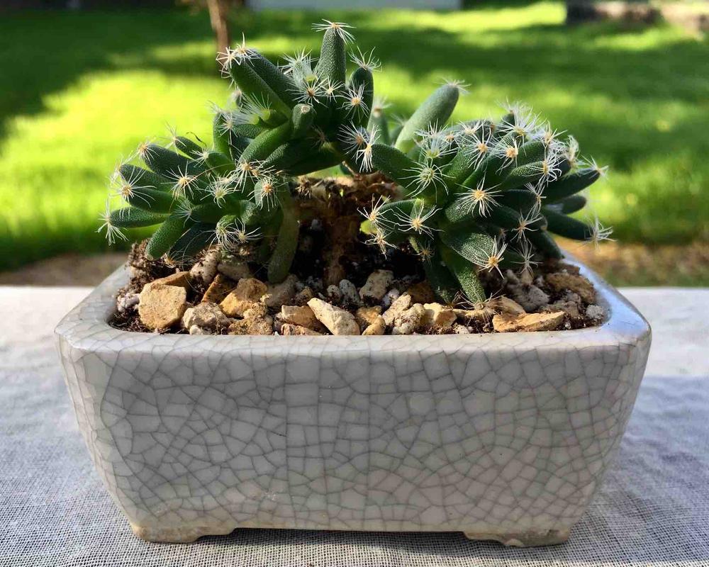 Trichodiadema Densum For Sale | African Bonsai | Planet Desert