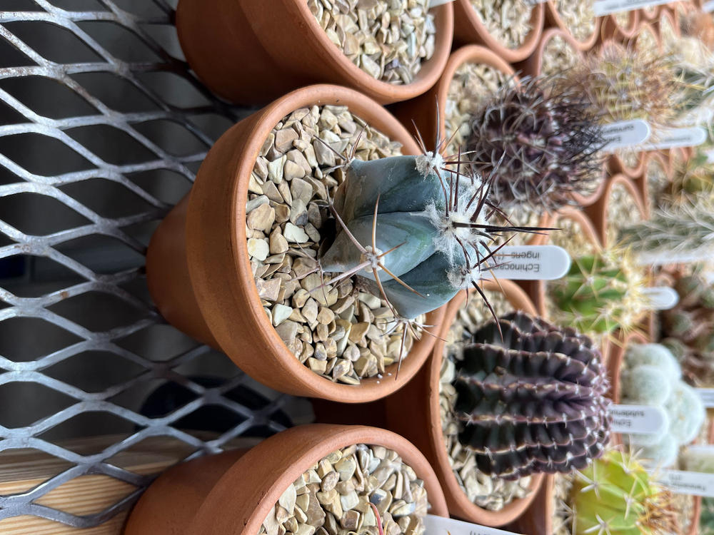 Echinocactus ingens – Planet Desert