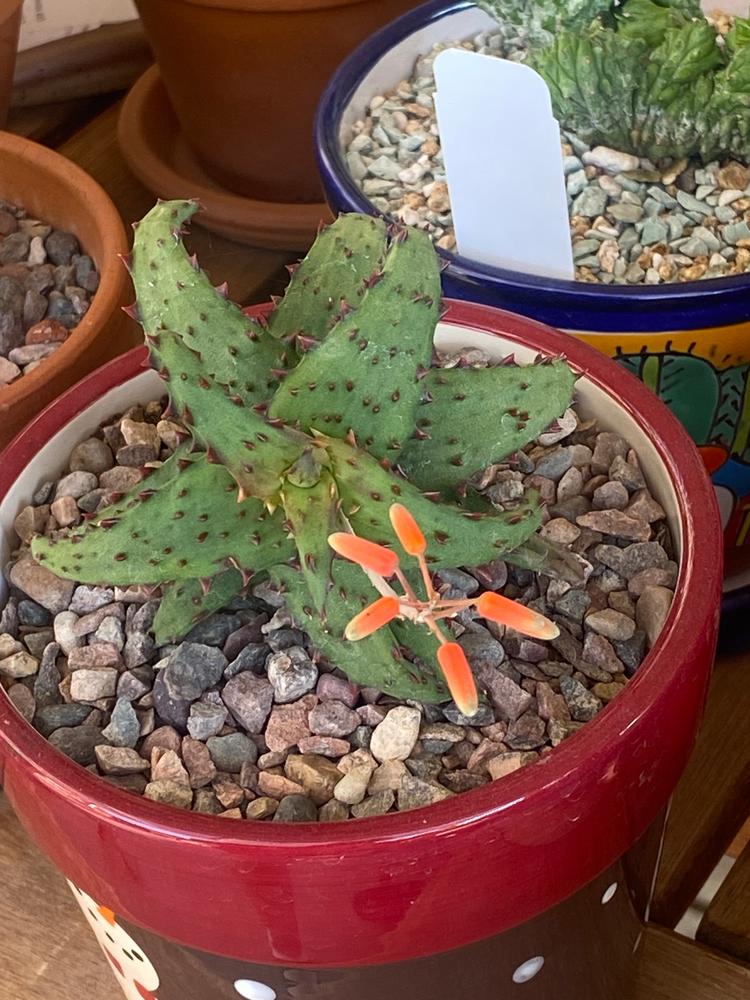 Aloe castilloniae – Planet Desert
