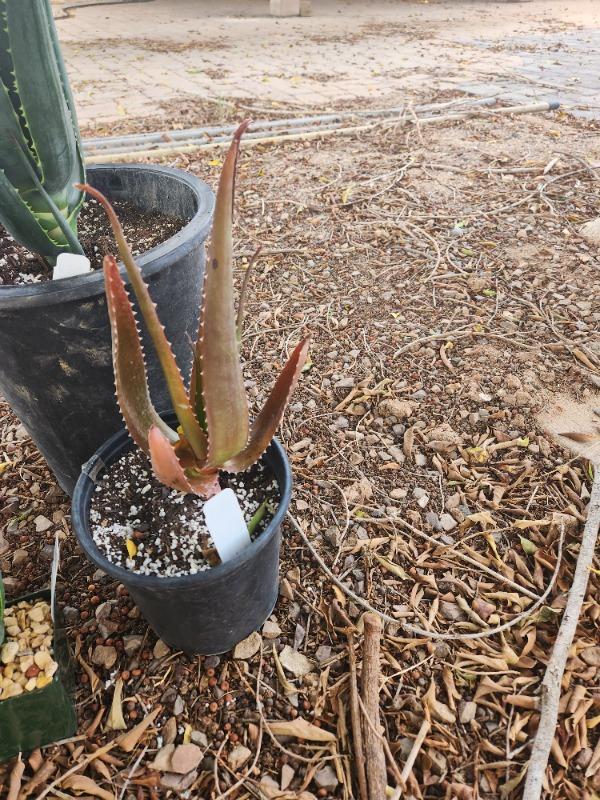 Malagasy Tree Aloe 'Aloe vaombe' Info - Shop Online at Planet Desert