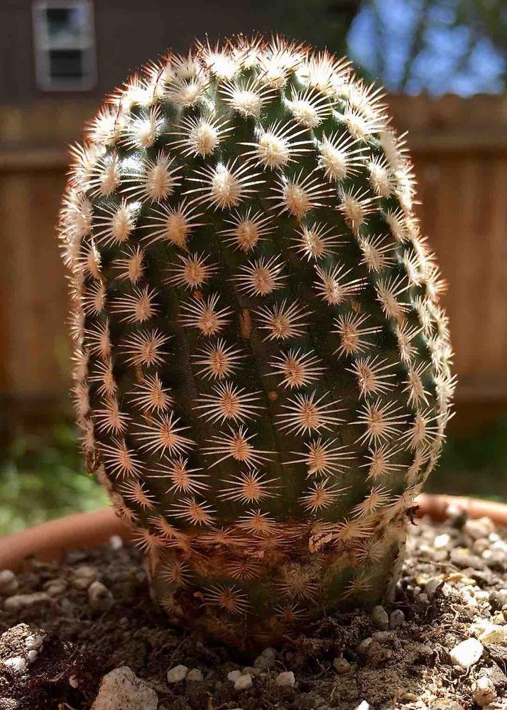 Echinocereus Reichenbachii Minor Plant | Planet Desert