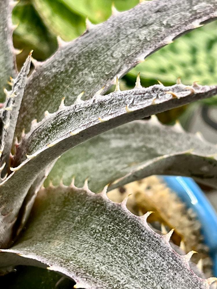 White Dyckia 'Dyckia marnier-lapostollei' - Shop at Planet Desert