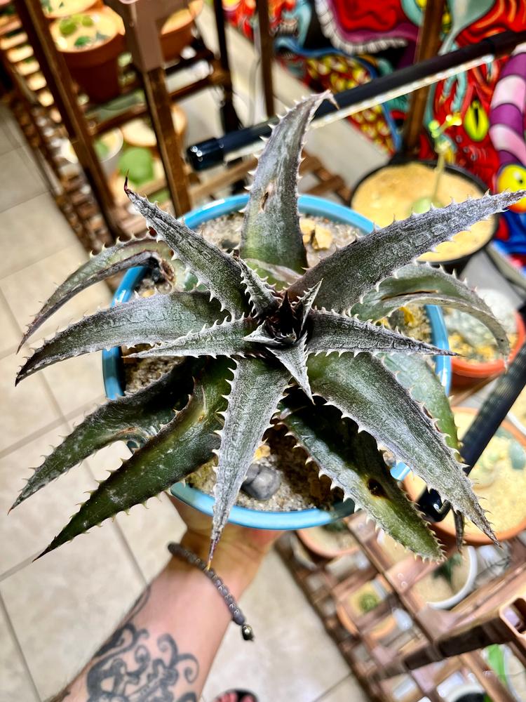 White Dyckia 'Dyckia marnier-lapostollei' - Shop at Planet Desert