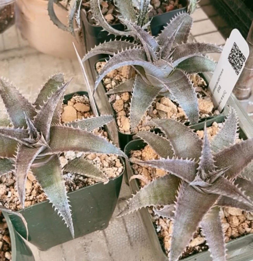 White Dyckia 'Dyckia marnier-lapostollei' - Shop at Planet Desert