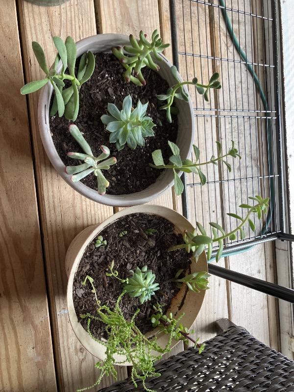 10 Assorted Succulents Cuttings  Planet Desert