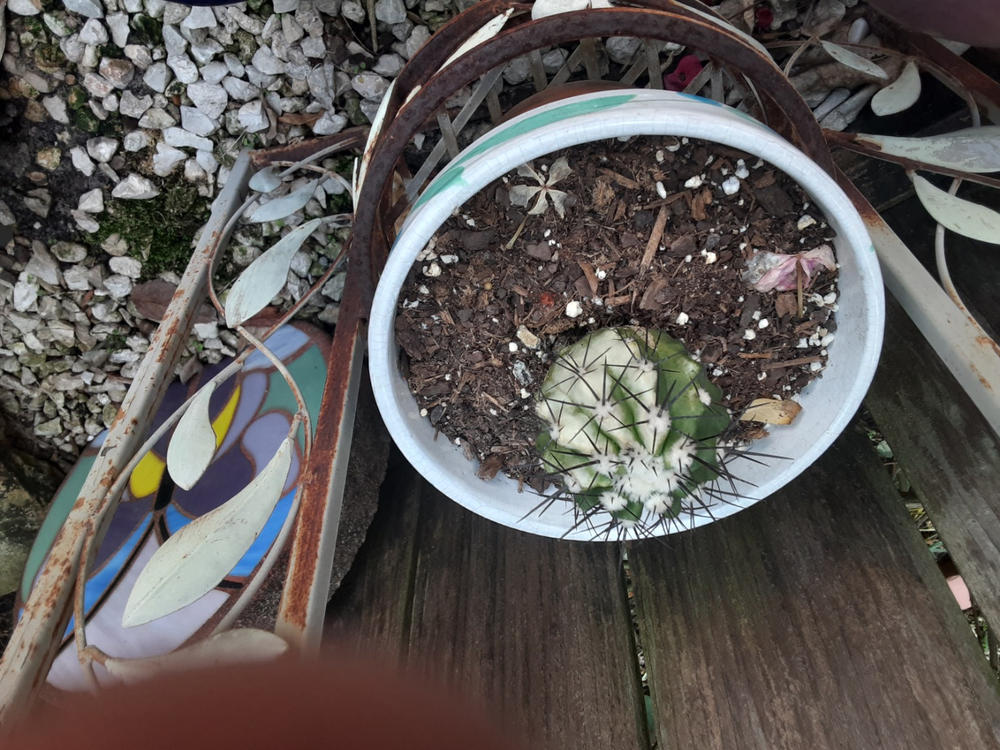 Copiapoa marginata  Planet Desert