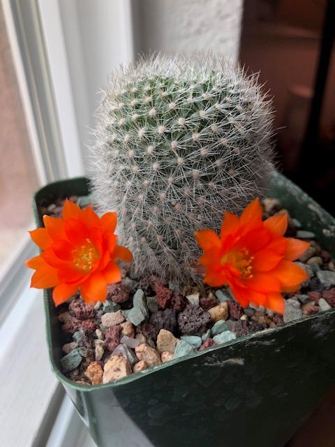 Rebutia muscula  Planet Desert