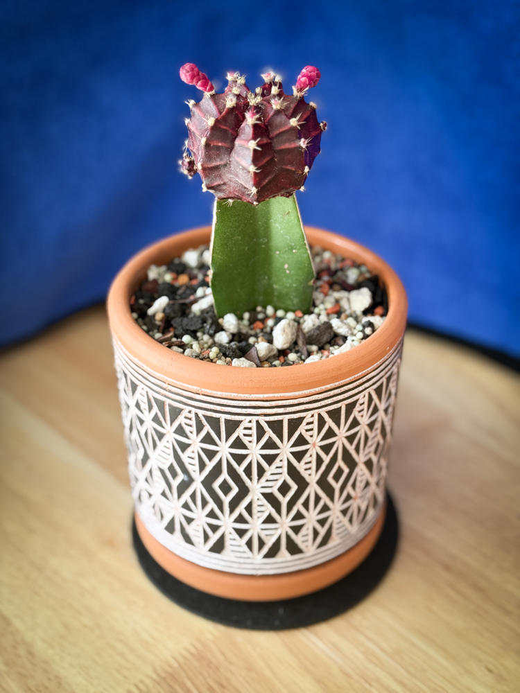 Grafted Purple Moon Cactus 'Gymnocalycium mihanovichii' | Planet Desert