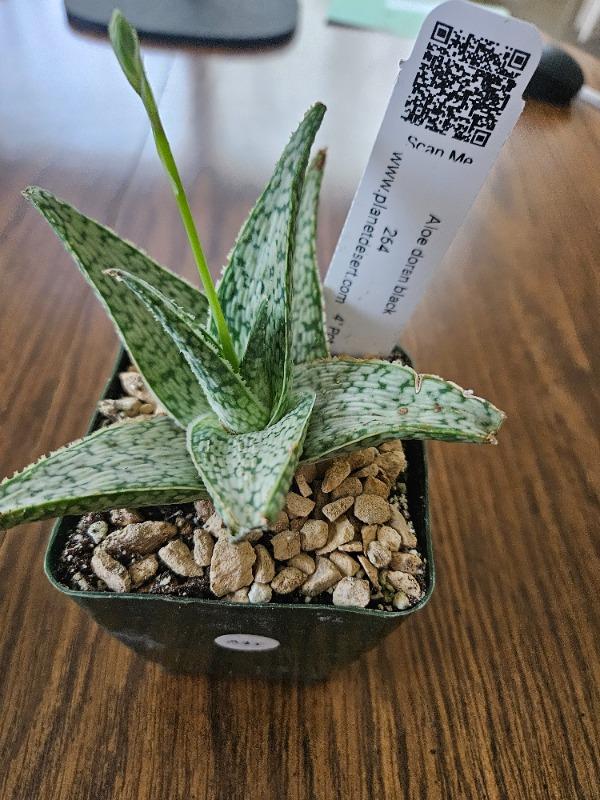 Buy Aloe Doran Black Succulent | Unique yet Beautiful | Planet Desert