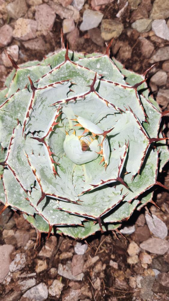 Butterfly Agave potatorum 'Kissho Kan' Info - Shop at Planet Desert