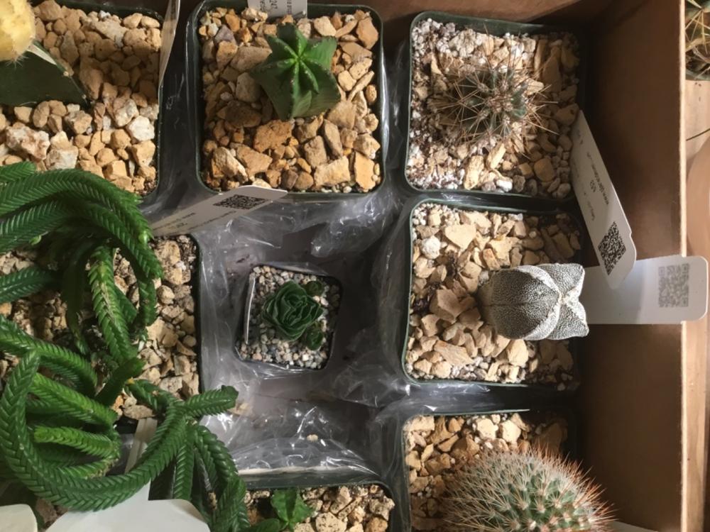 Astrophytum onzuka – Planet Desert