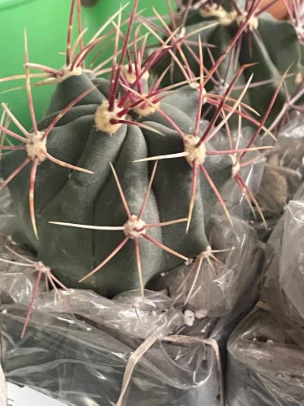 10 graines Ferocactus gracilis (baril de feu, fire barrel)