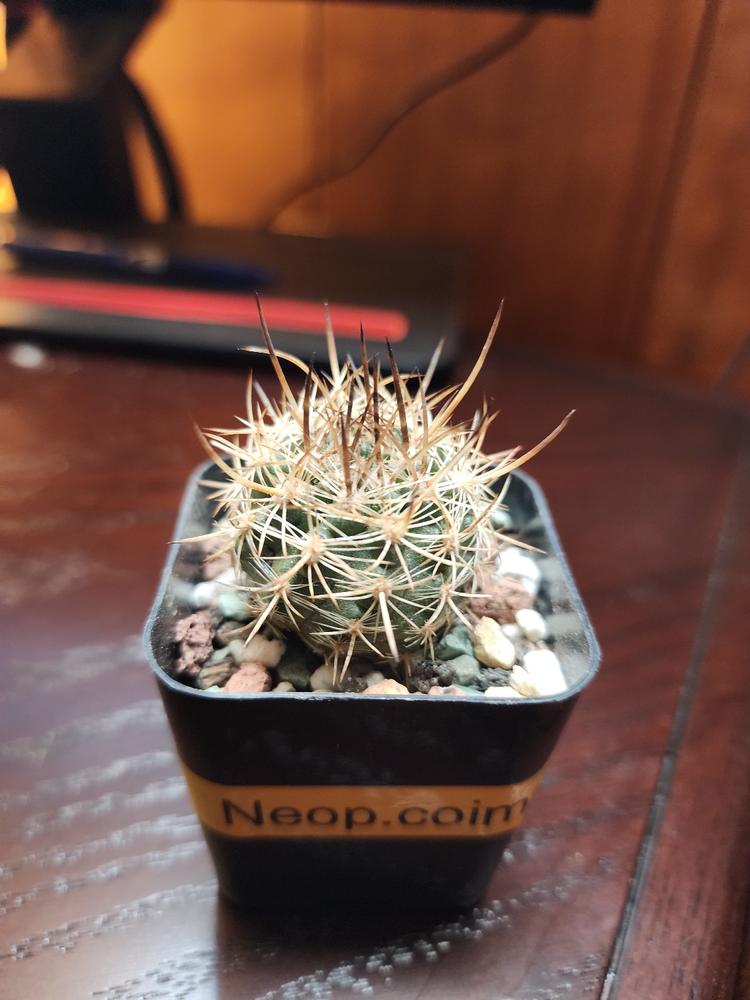 1 Succulent + 1 Cactus Subscription Box (Growing Kit) – Planet Desert