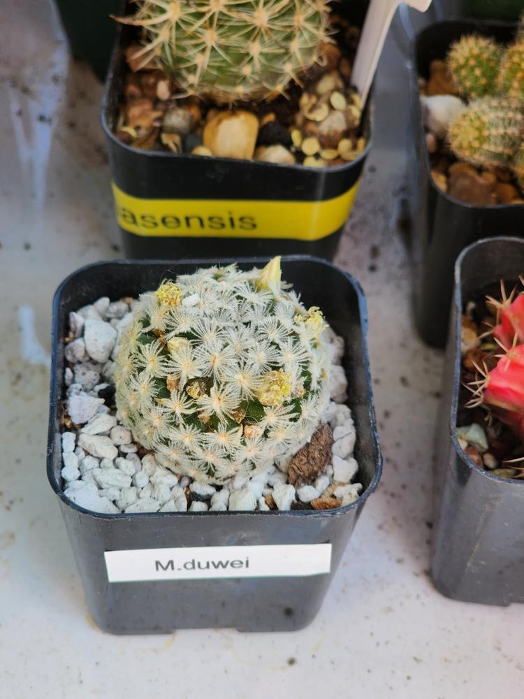 1 Cactus Subscription Box (Growing Kit) – Planet Desert
