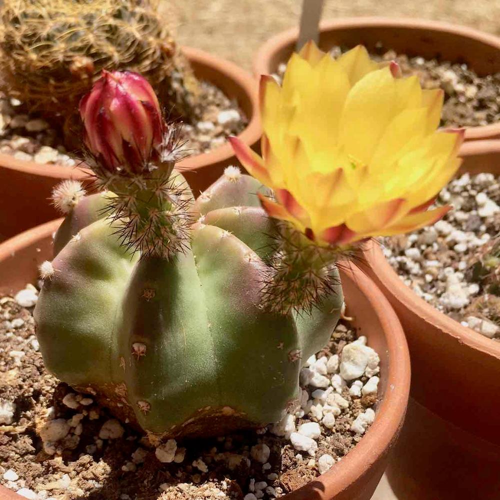 Echinocereus subinermis