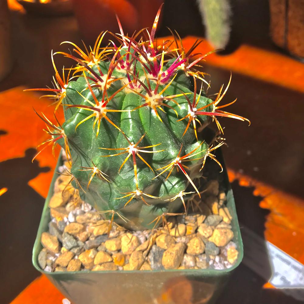 cactus vases Black Orchid: Succulents & Cactus in a Black Vase main image 0