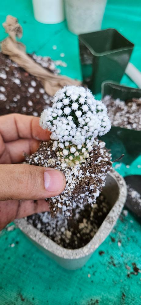 Mammillaria gracilis cv. oruga  Planet Desert