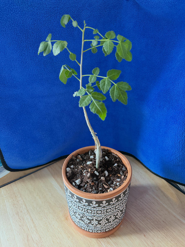 Buy Bursera Fagaroides | Fast-Growing Flowering Tree | Planet Desert