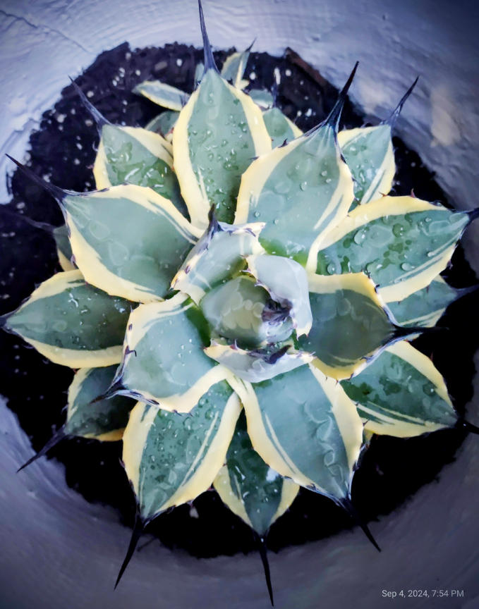 Agave 'Cream Spike'- Shop Online at Planet Desert