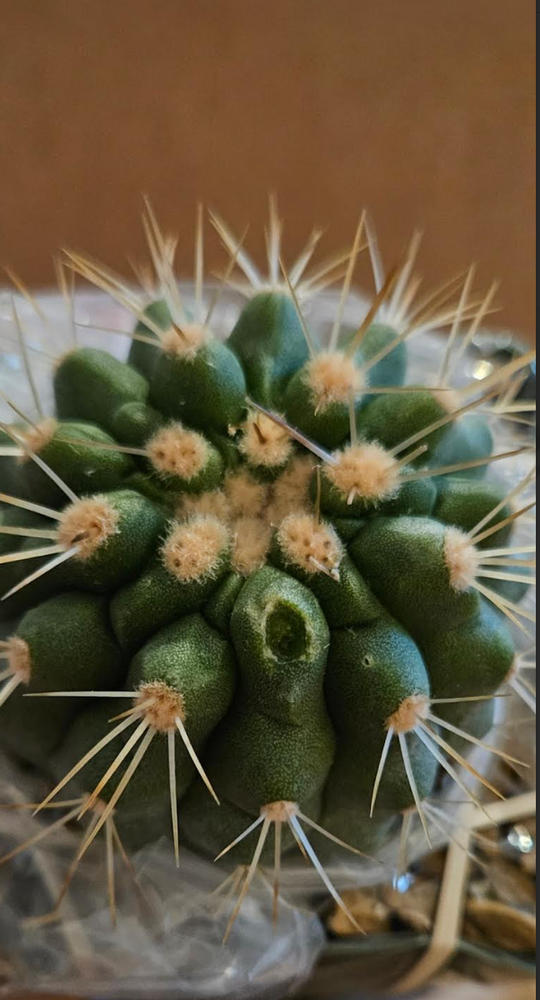 Copiapoa haseltoniana