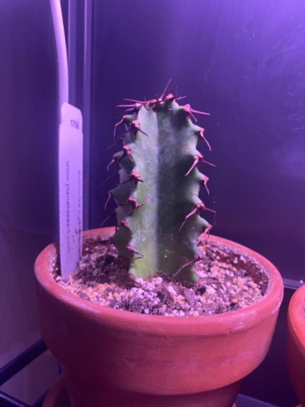Euphorbia ingens 'Chocolate Drop' Info - Shop Online at Planet Desert