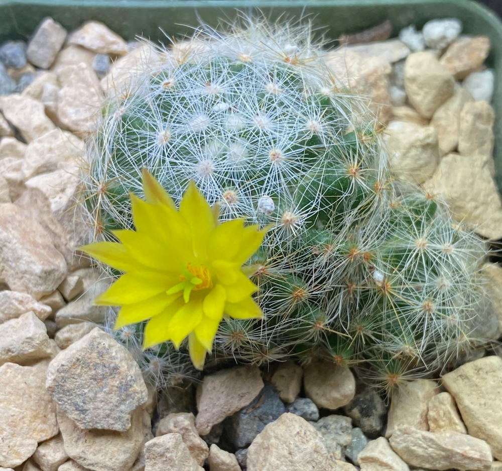 Mammillaria prolifera