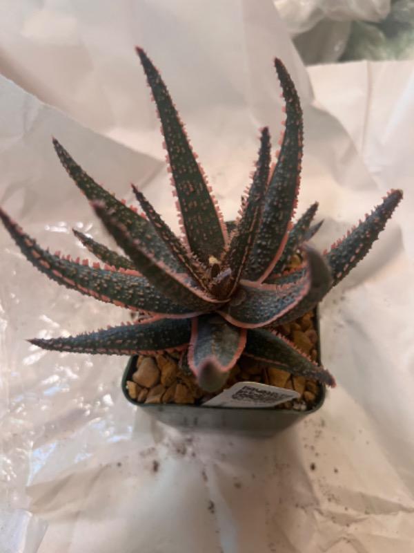 Must-Have Aloe 'Purple Haze' Succulent | Shop Online |Planet Desert