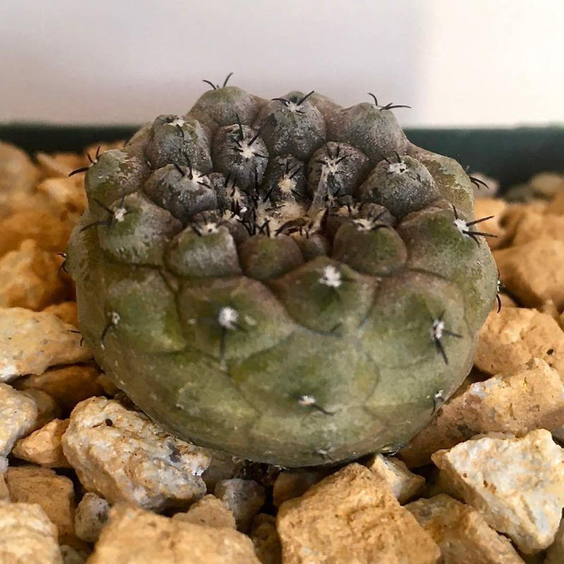 Buy Copiapoa Hypogaea cv. Lizard Skin Cactus Online | Planet Desert