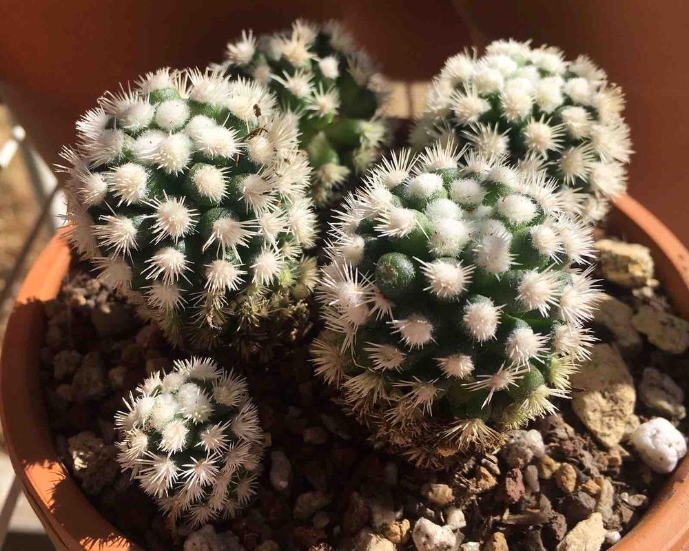 Mammillaria gracilis fragilis monstrose