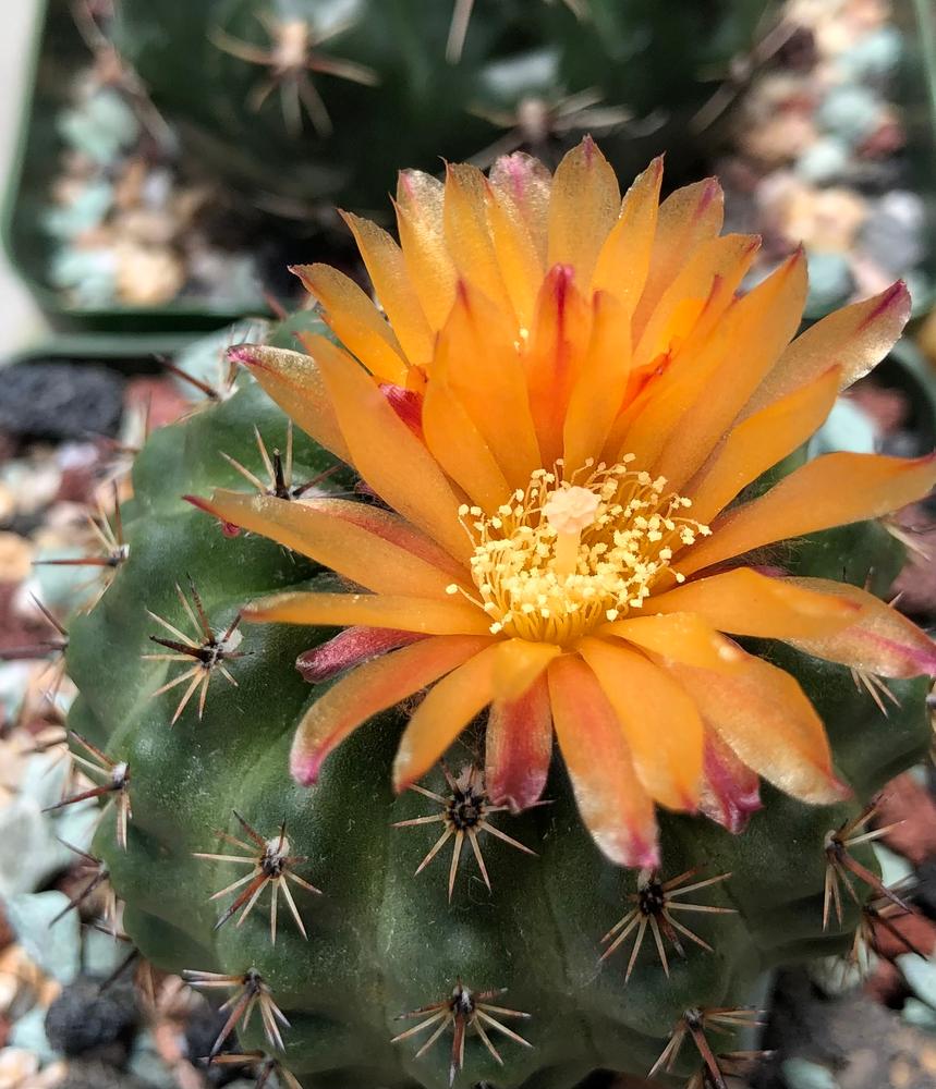 Parodia oculta Rare Hidden Cactus | Planet Desert