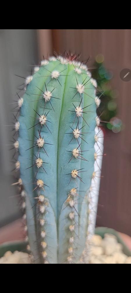 Cipocereus bradei Columnar Cactus | Planet Desert