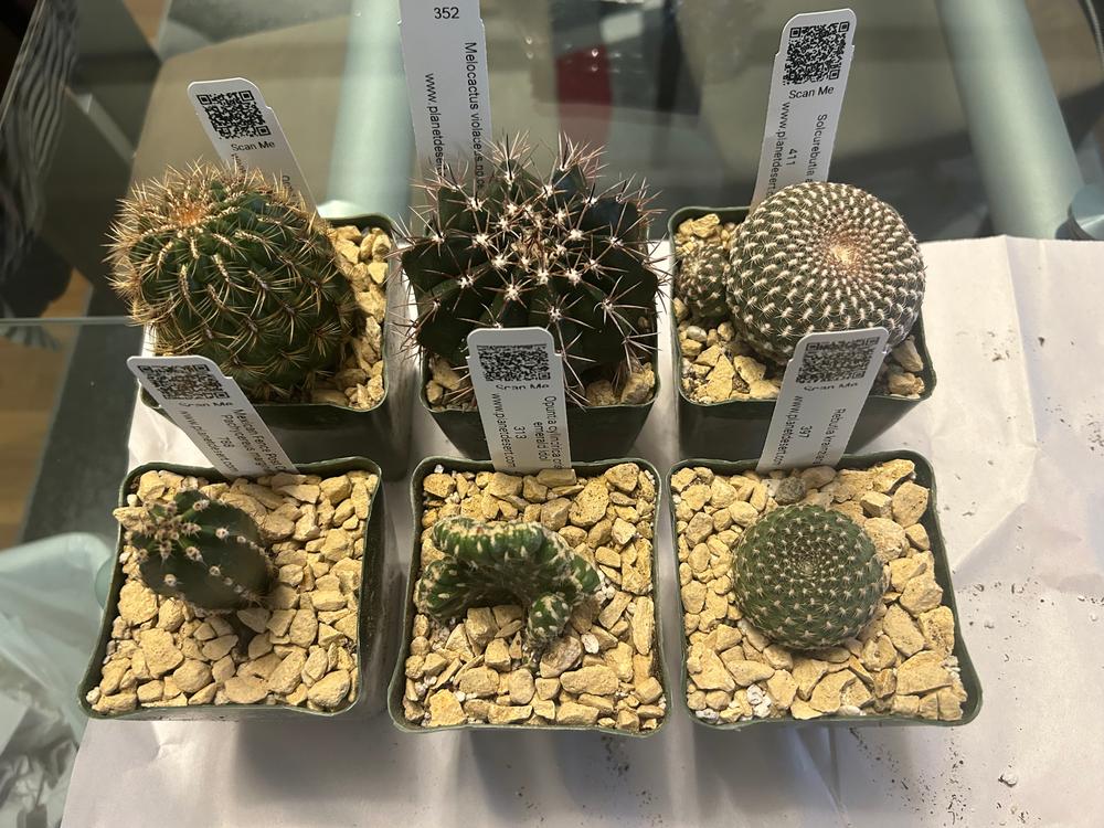 Buy Opuntia Cylindrica Crested | Emerald Idol Cactus | Planet Desert