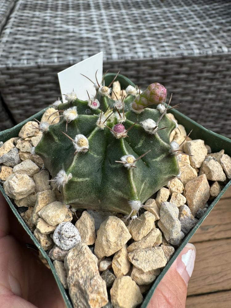 Shop 'Gymnocalycium friedrichii' Care & Growing Guide | Planet Desert