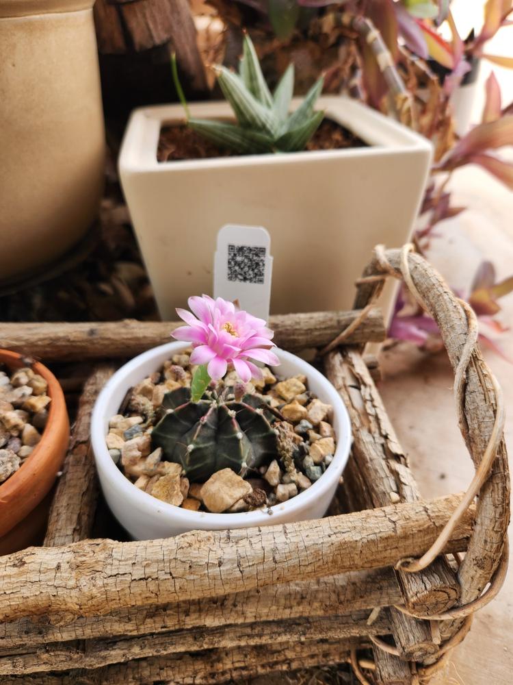 Shop 'Gymnocalycium friedrichii' Care & Growing Guide | Planet Desert