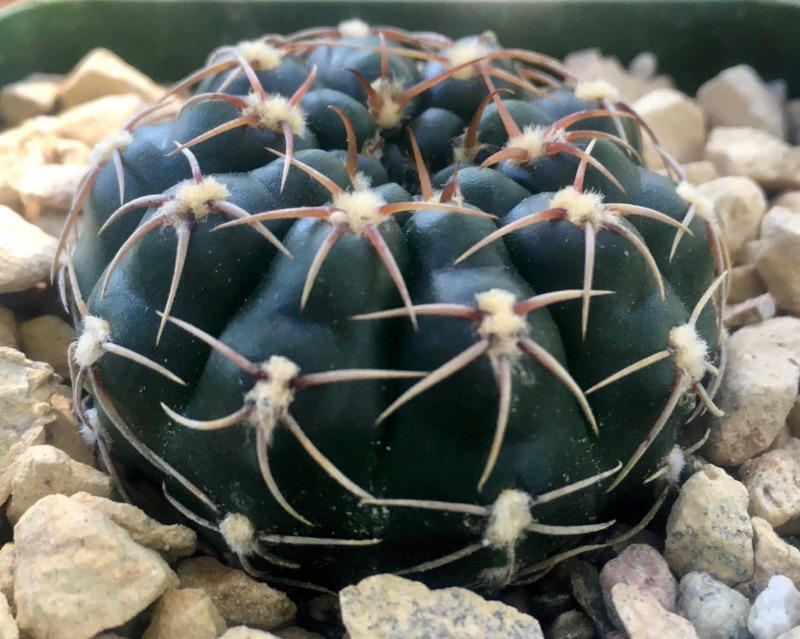 Gymnocalycium leeanum  Planet Desert