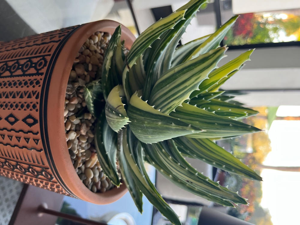 Agave Green / S