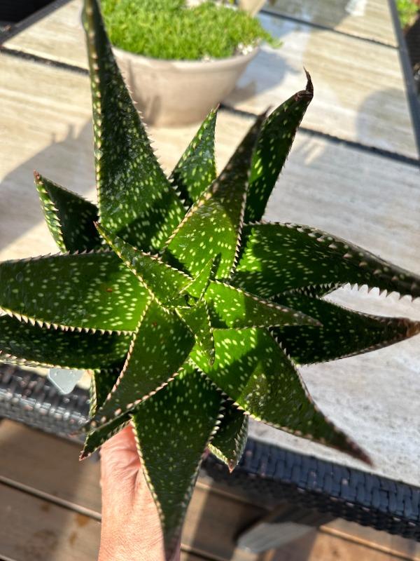Aloe apache Info - Shop Online at Planet Desert