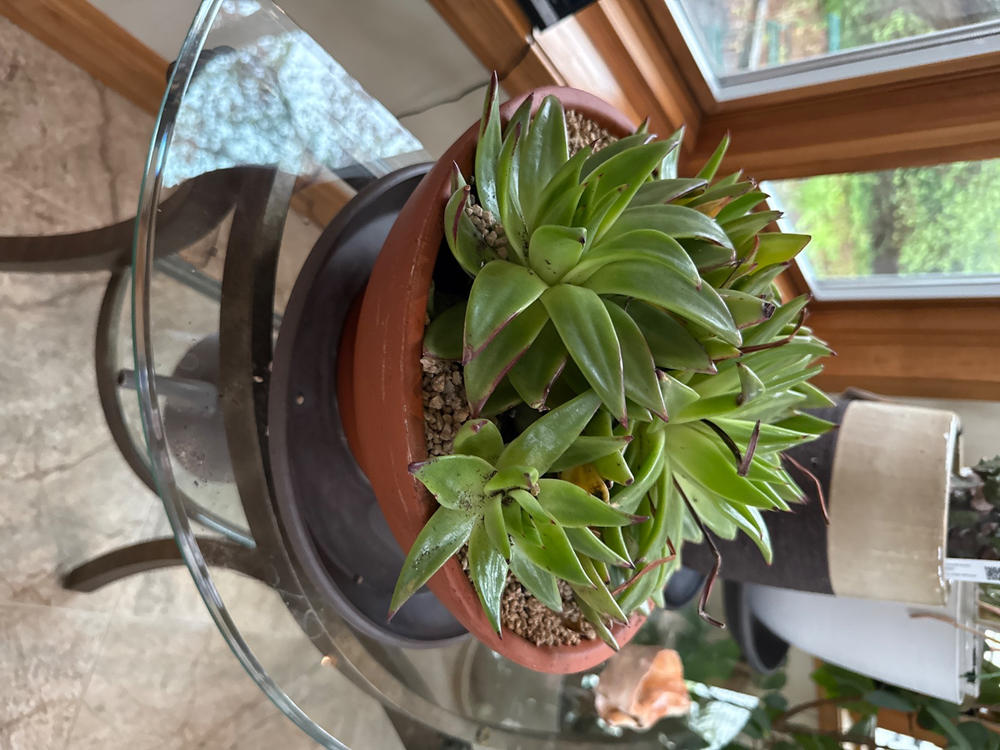 Molded Wax Agave 'Echeveria agavoides' Info - Shop Online at Planet Desert