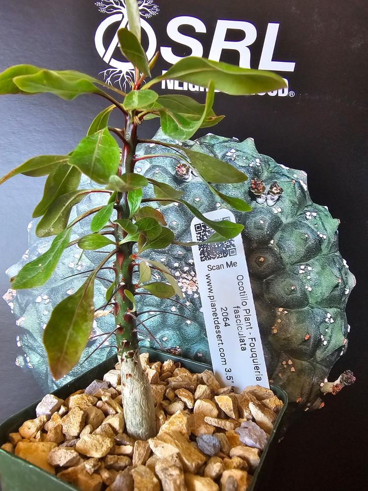 塊根植物 新芽付き Foquieria fasciculata Shop 'Fouquieria fasciculata' Care and Growing Guide | Planet Desert