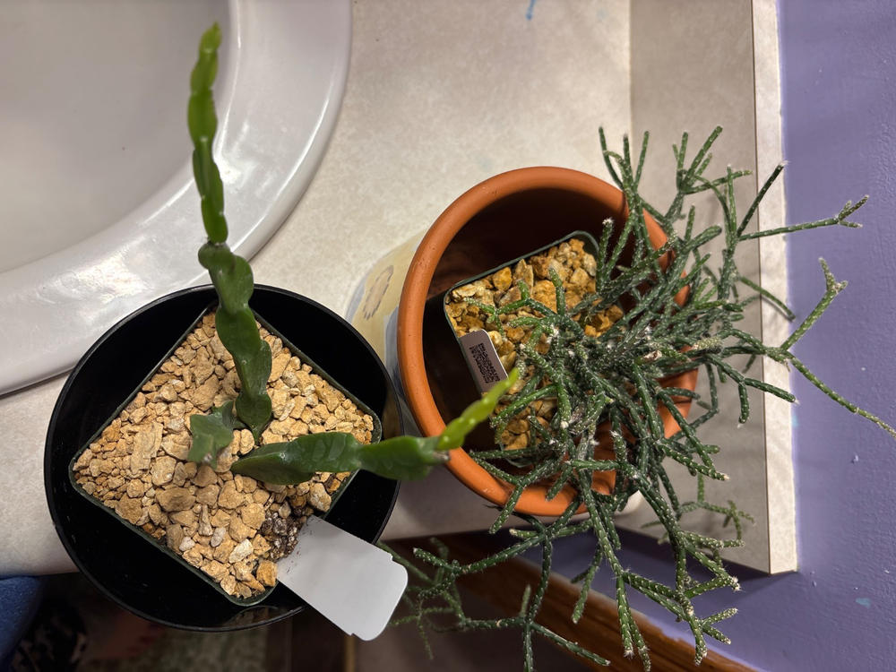prospekt cactus Cowboy Cactus For Sale| Cowboy Prickly Pear Cactus| Cactus Outlet