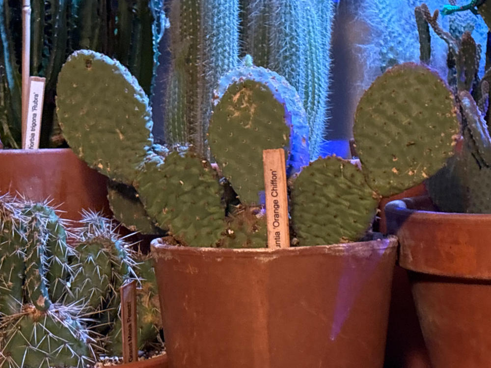 Shop 'Winter Hardy Cactus – Opuntia 'Orange Chiffon' Care and
