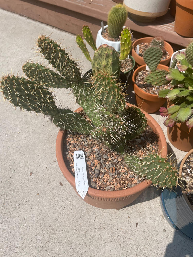 Shop 'Winter Hardy Cactus - Opuntia Grand Mesa Peach' Care and Growing  Guide | Planet Desert