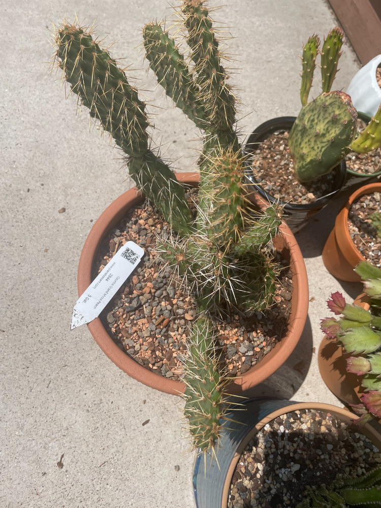Shop 'Winter Hardy Cactus - Opuntia Grand Mesa Peach' Care and Growing  Guide | Planet Desert