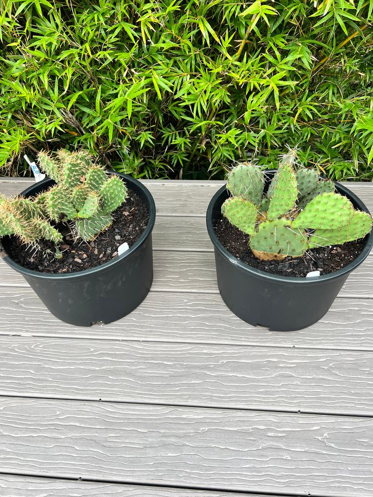 Shop 'Winter Hardy Cactus - Opuntia Grand Mesa Peach' Care and