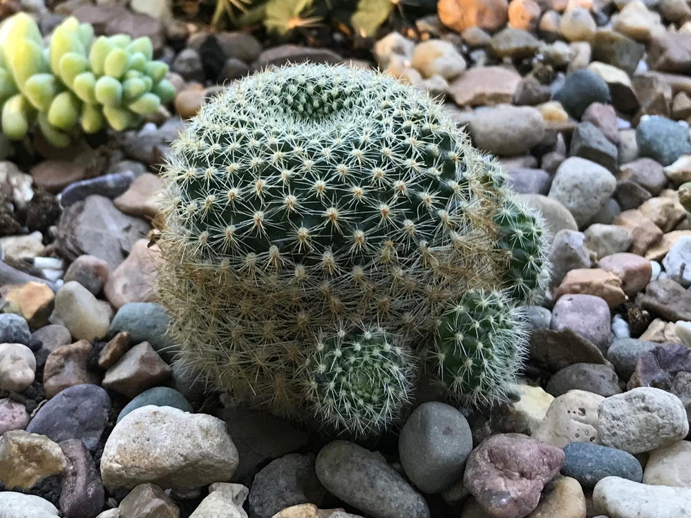 Shop 'Rebutia narvaecensis' care and Growers guide | Planet Desert