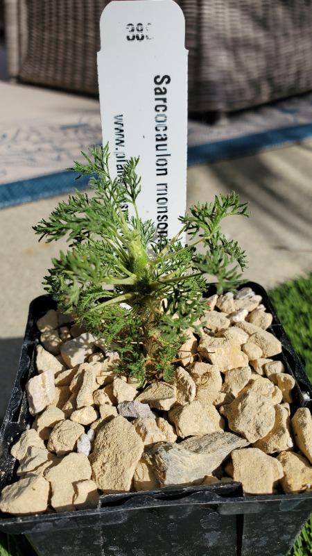 Sarcocaulon monsonia herrei – Planet Desert