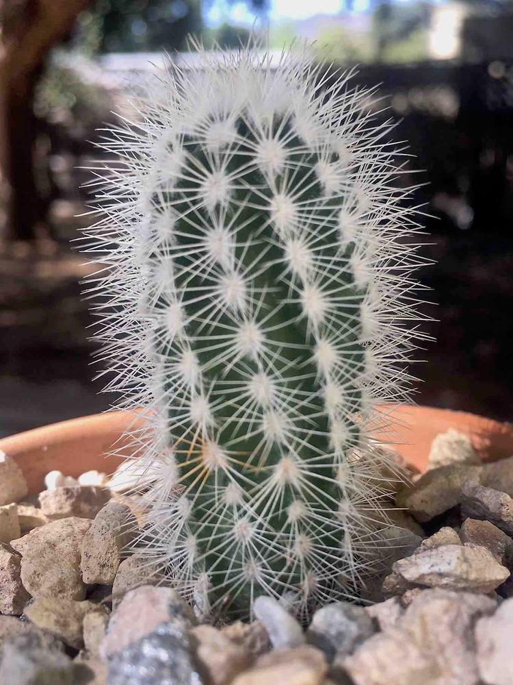 Echinocereus reichenbachii albispinus  Planet Desert